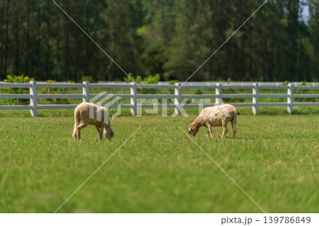 sheep on the meadow eating grass on field sheep on the meadow eating grass on field 139786849