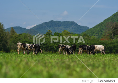dairy cows in the wild grazing fresh green grass in spring dairy cows in the wild grazing fresh green grass in spring 139786854