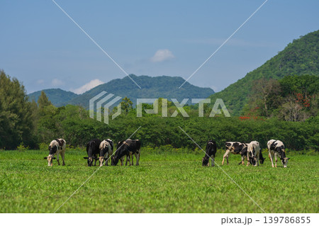 dairy cows in the wild grazing fresh green grass in spring 139786855