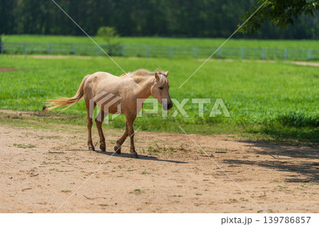 white horse walking in grass field white horse walking in grass field 139786857