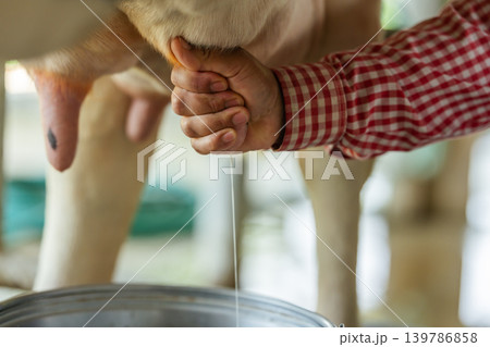 close up farmer are milking a dairy cows by hand close up farmer are milking a dairy cows by hand 139786858