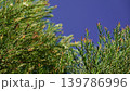 Melaleuca bracteata macro leaves small world	 139786996
