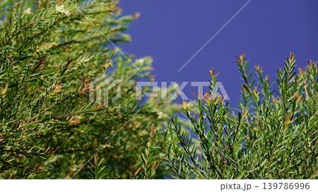 Melaleuca bracteata macro leaves small world Melaleuca bracteata macro leaves small world 139786996