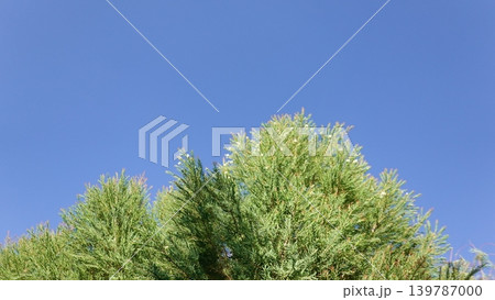 Melaleuca bracteata macro leaves small world Melaleuca bracteata macro leaves small world 139787000