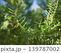 Melaleuca bracteata macro leaves small world	 139787002