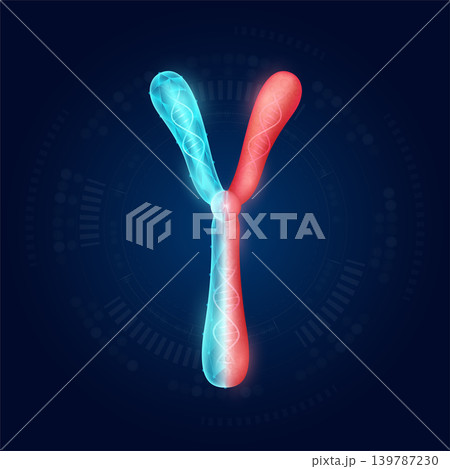 Chromosome Y realistic shape model with translucent polygon on dark blue background. Medical science technology. Artificial genetic engineering or gene editing concept. Vector EPS10. Chromosome Y realistic shape model with translucent polygon on dark blue background. Medical science technology. Artificial genetic engineering or gene editing concept. Vector EPS10. 139787230