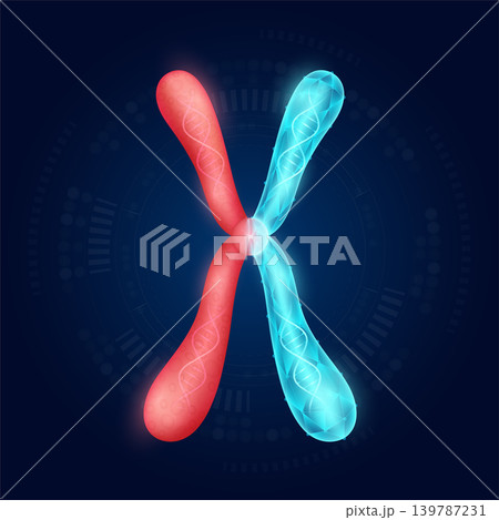 Chromosome X realistic shape model with translucent polygon on dark blue background. Medical science technology. Artificial genetic engineering or gene editing concept. Vector EPS10. Chromosome X realistic shape model with translucent polygon on dark blue background. Medical science technology. Artificial genetic engineering or gene editing concept. Vector EPS10. 139787231