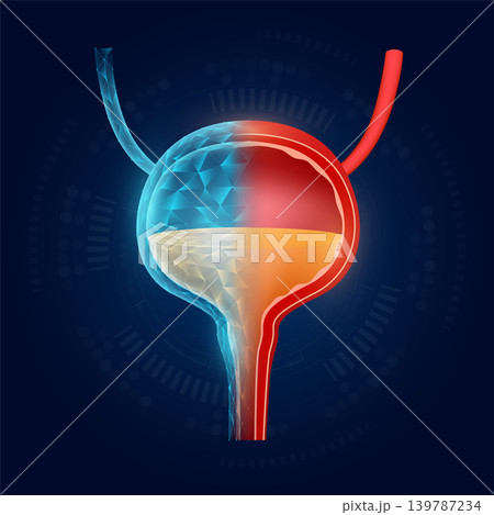 Bladder realistic shape model with translucent polygon on dark blue background. Medical science technology. Vector EPS10. Bladder realistic shape model with translucent polygon on dark blue background. Medical science technology. Vector EPS10. 139787234