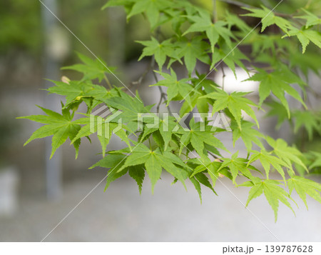鮮やかな春の青紅葉 139787628