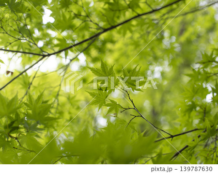 鮮やかな春の青紅葉 139787630