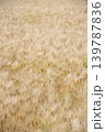大麦畑 139787836
