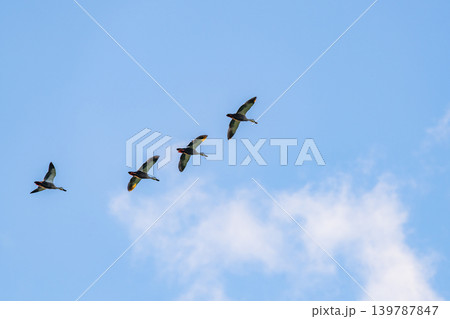空を飛ぶ鳥の群れ 139787847