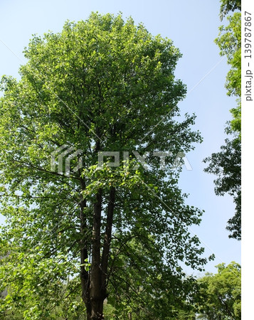 夏の和光樹林公園 夏の和光樹林公園 139787867