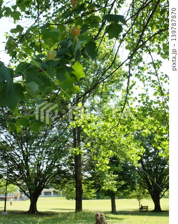 夏の和光樹林公園 夏の和光樹林公園 139787870