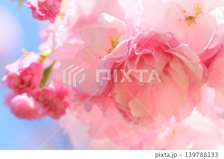 奥都 オクミヤコ 八重咲の桜の花 クローズアップ 奥都 オクミヤコ 八重咲の桜の花 クローズアップ 139788133