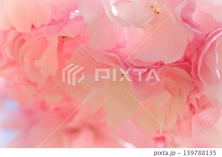 奥都 オクミヤコ 八重咲の桜の花 クローズアップ 奥都 オクミヤコ 八重咲の桜の花 クローズアップ 139788135