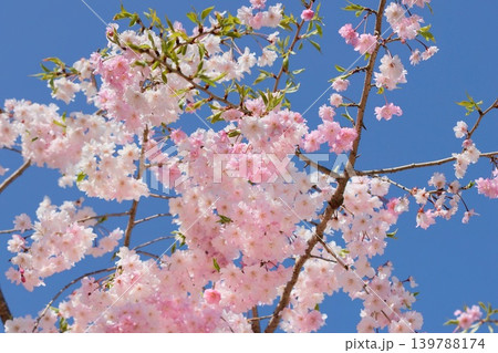 秋田角館枝垂 アキタカクノダテシダレ サクラの花 ピンク色 秋田角館枝垂 アキタカクノダテシダレ サクラの花 ピンク色 139788174