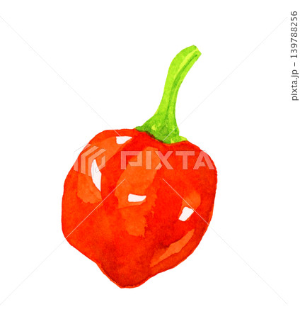 赤色のハバネロ　野菜の手描き水彩イラスト素材 139788256