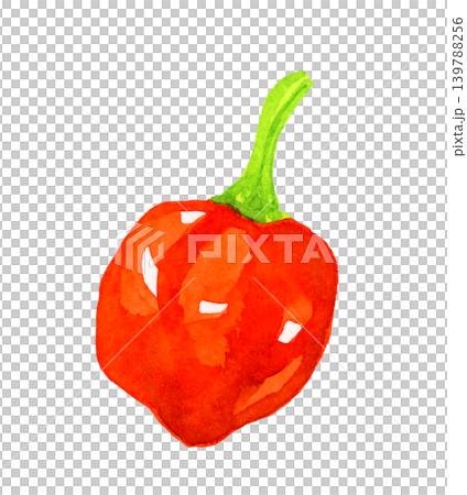 赤色のハバネロ　野菜の手描き水彩イラスト素材 139788256