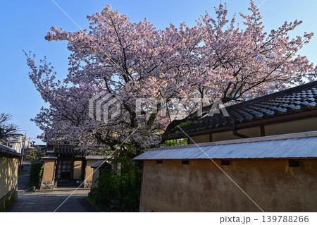 桜咲く春の長町武家屋敷跡 139788266