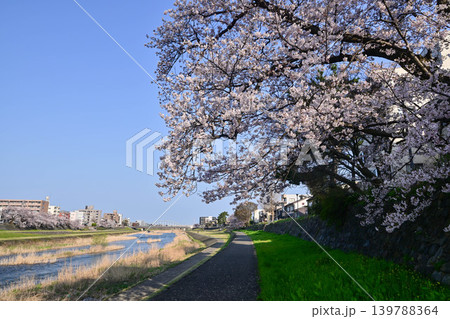 桜が満開の犀川 139788364