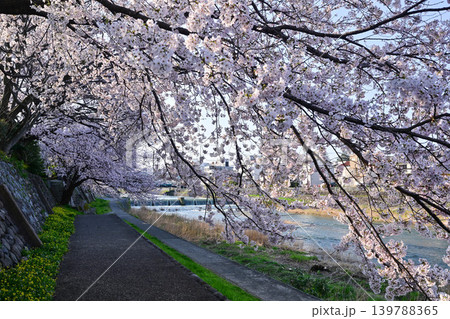 桜が満開の犀川 桜が満開の犀川 139788365