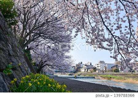 桜が満開の犀川 桜が満開の犀川 139788366