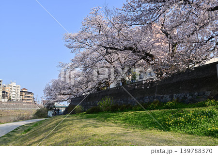 桜が満開の犀川 桜が満開の犀川 139788370