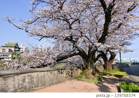 桜が満開の犀川 139788374