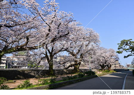 桜が満開の犀川 桜が満開の犀川 139788375