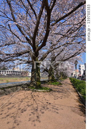 桜が満開の犀川 桜が満開の犀川 139788383