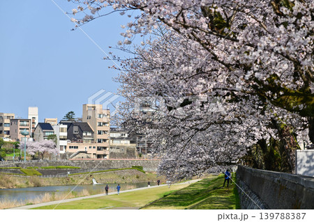 桜が満開の犀川 139788387