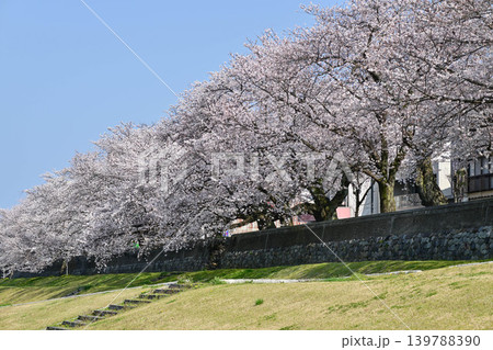 桜が満開の犀川 139788390