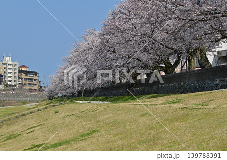 桜が満開の犀川 139788391