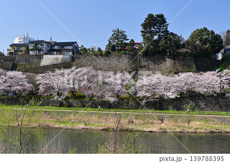 桜が満開の犀川 桜が満開の犀川 139788395