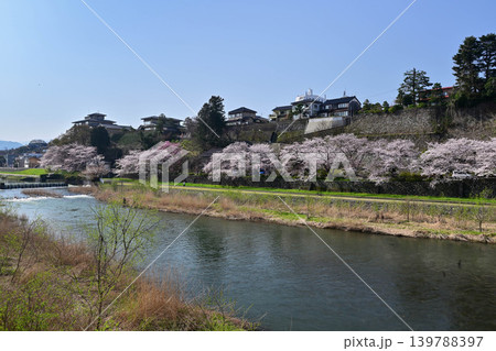 桜が満開の犀川 桜が満開の犀川 139788397