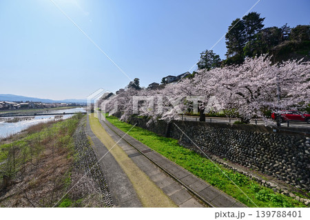桜が満開の犀川 桜が満開の犀川 139788401