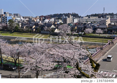 桜が満開の犀川 桜が満開の犀川 139788406