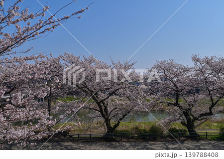 桜が満開の犀川 桜が満開の犀川 139788408