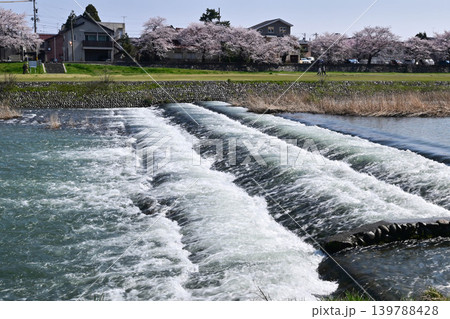 桜が満開の犀川 桜が満開の犀川 139788428