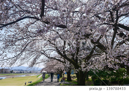 桜が満開の犀川 桜が満開の犀川 139788433