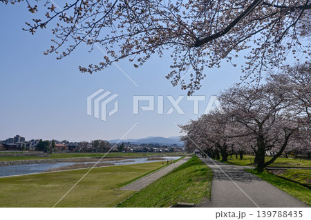 桜が満開の犀川 139788435