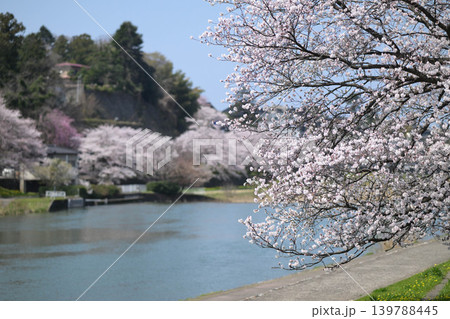 桜が満開の犀川 桜が満開の犀川 139788445