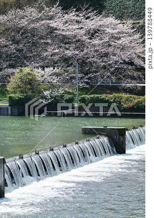 桜が満開の犀川 桜が満開の犀川 139788449