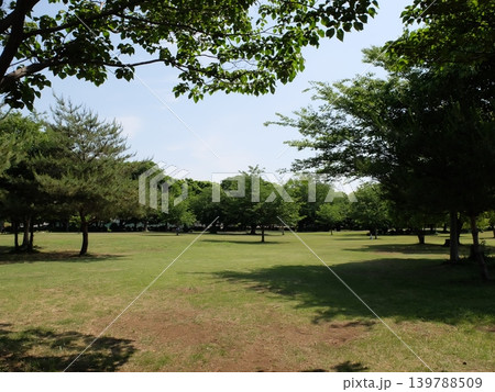 夏の和光樹林公園 夏の和光樹林公園 139788509