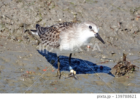 ハス田で採餌するトウネン。 ハス田で採餌するトウネン。 139788621