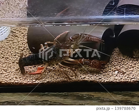 アメリカザリガニ アメリカザリガニ 139788670