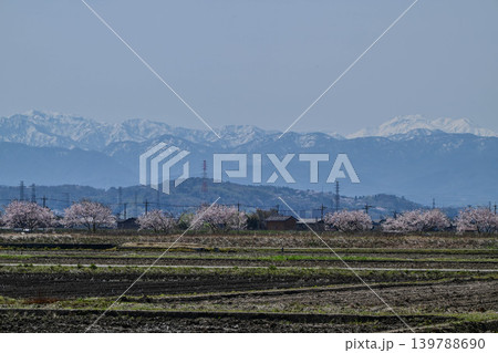 金沢市郊外から眺める残雪の白山と桜 金沢市郊外から眺める残雪の白山と桜 139788690