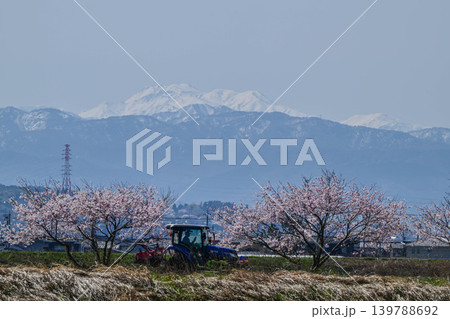 金沢市郊外から眺める残雪の白山と桜 139788692