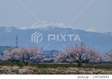 金沢市郊外から眺める残雪の白山と桜 139788693